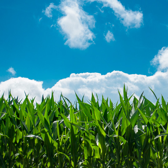 Open field with green grass and a blue sky